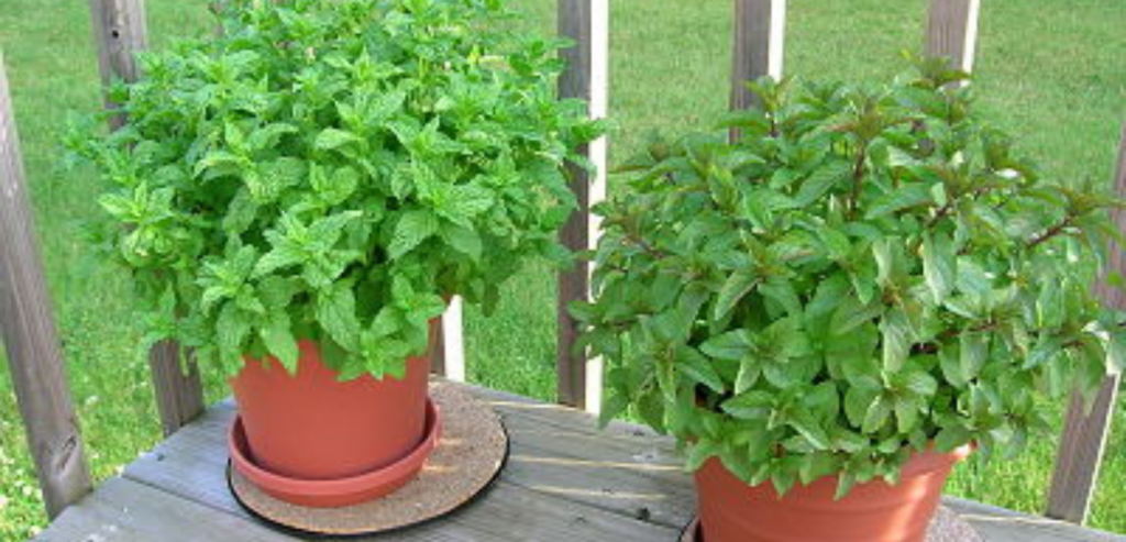 2 pots of herbs