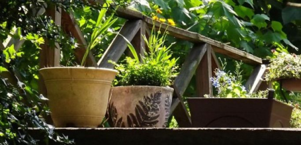 herbs on a potting bench